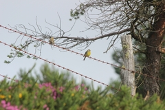 Carduelis citrinella