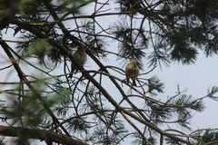 Carduelis citrinella