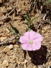 Convolvulus erubescens