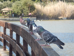 Columba livia domestica