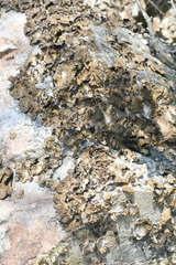 Lasallia pensylvanica