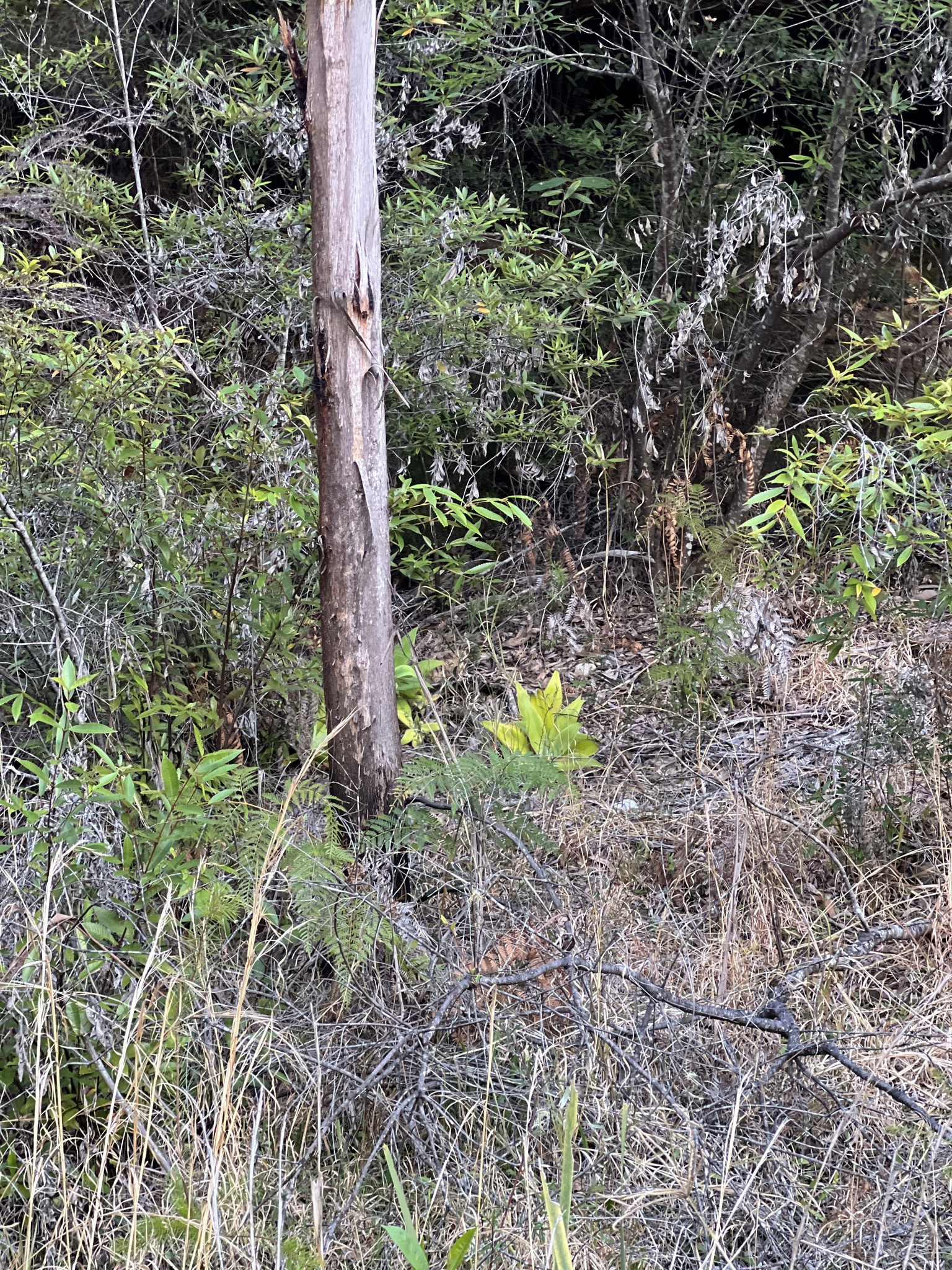 Imagem de Agave-dragão