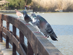 Columba livia domestica