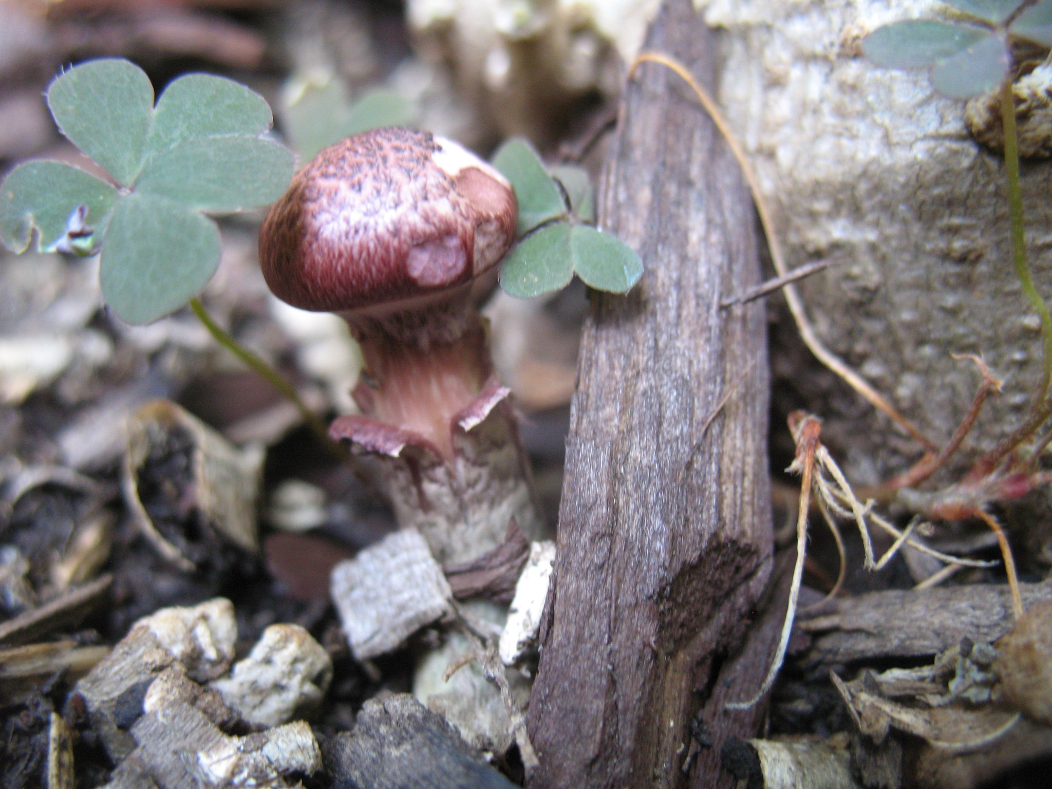 Gymnopilus luteofolius image