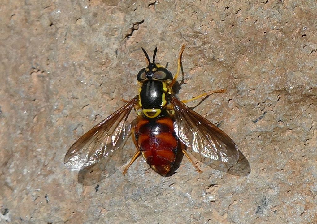 Chrysotoxum triarcuatum