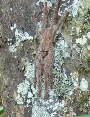 Poecilotheria subfusca