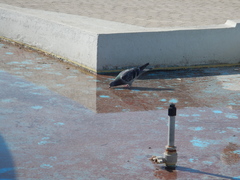 Columba livia domestica