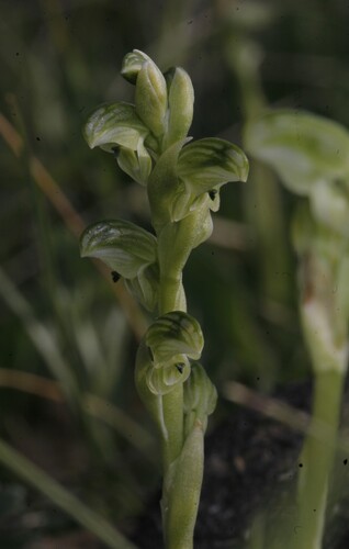 alpine swan greenhood (Pterostylis crassicaulis)