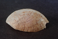 Crepidula striolata image