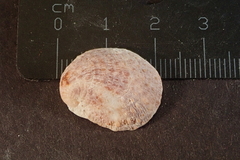 Bostrycapulus aculeatus