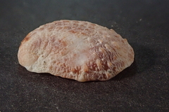 Bostrycapulus aculeatus