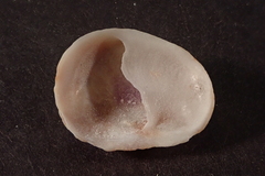 Bostrycapulus aculeatus