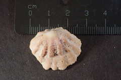 Crucibulum scutellatum