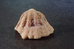 Crucibulum scutellatum