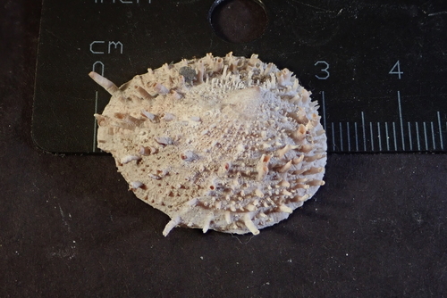 Spiny Cup-and-Saucer