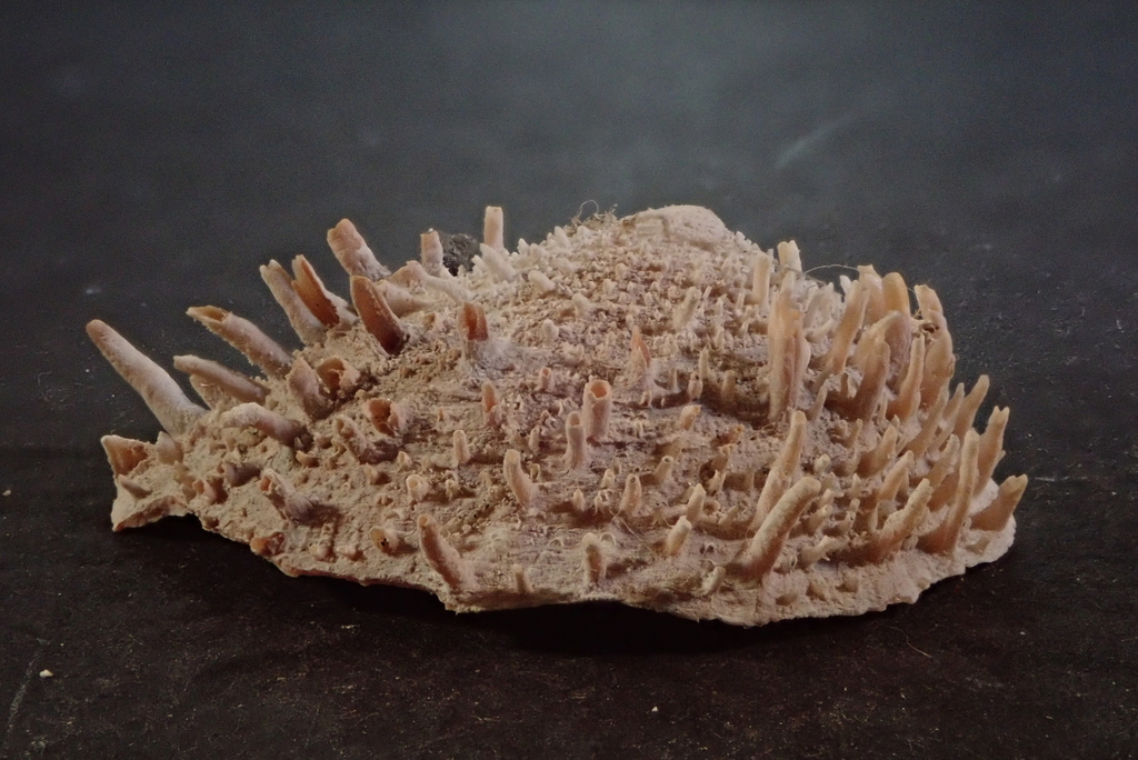 Spiny Cup-and-Saucer