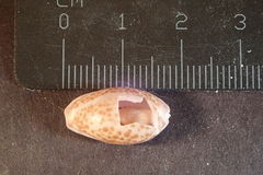 Naria albuginosa