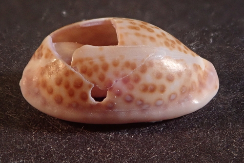Naria albuginosa