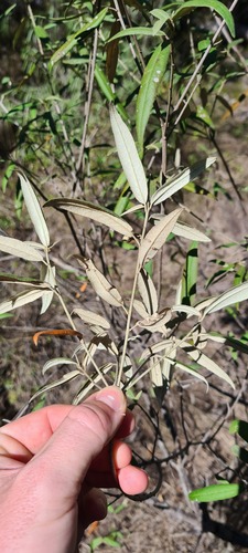 Croton phebalioides, 2025-08-22