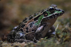 Daruma Pond Frog photo 1