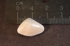 Donax punctatostriatus