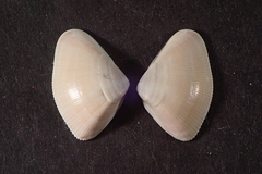 Donax punctatostriatus