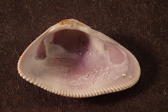 Donax punctatostriatus