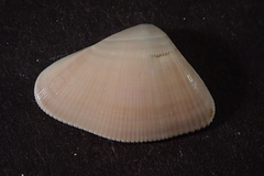 Donax punctatostriatus