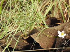 Cosmos landii