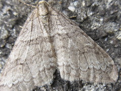 Operophtera relegata