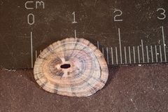 Fissurella virescens