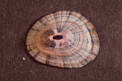 Fissurella virescens