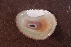 Fissurella virescens