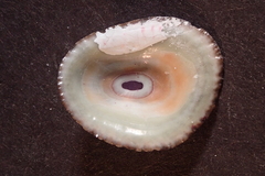 Fissurella virescens