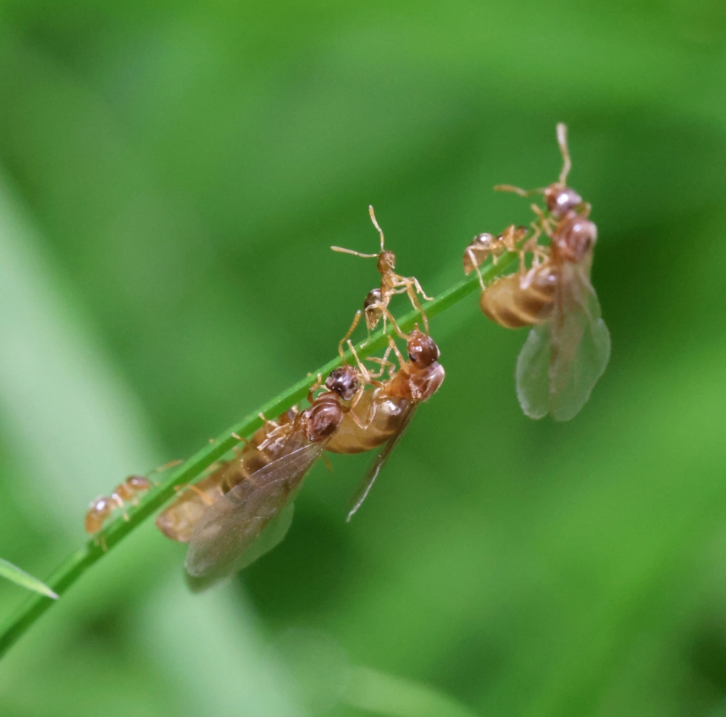 Hairless Rover Ant in September 2025 by apocritev · iNaturalist