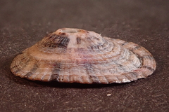 Fissurella virescens