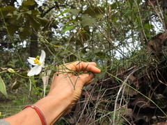Cosmos landii