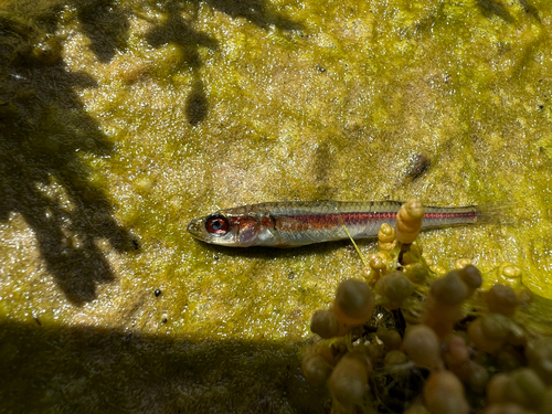 Smallmouth hardyhead (Atherinosoma microstoma) — Atherinidae — 4