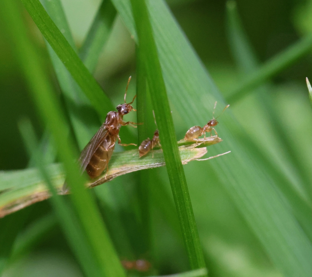 Hairless Rover Ant in September 2025 by apocritev · iNaturalist