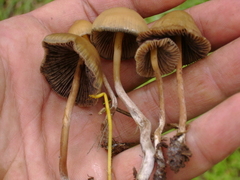 Psilocybe mexicana