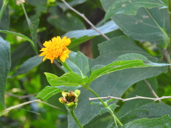 Lasianthaea macrocephala