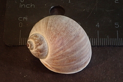 Notocochlis chemnitzii