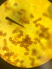 Gymnopilus fulgens
