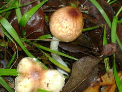 Echinoderma hemisclerum