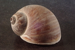 Notocochlis chemnitzii