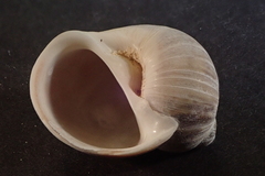 Notocochlis chemnitzii