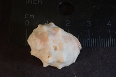 Acanthais triangularis
