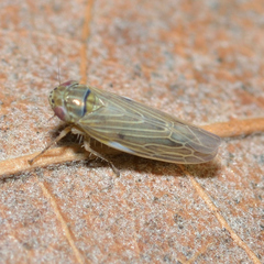 Graminella nigrifrons