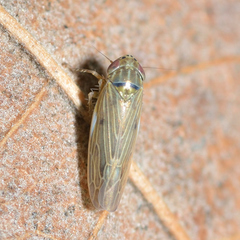 Graminella nigrifrons