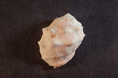 Acanthais triangularis